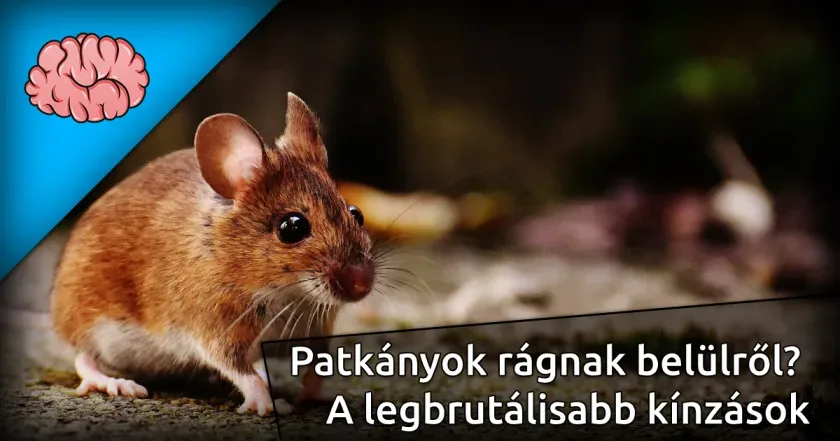 Patkányok rágnak belülről? – A legbrutálisabb kínzások