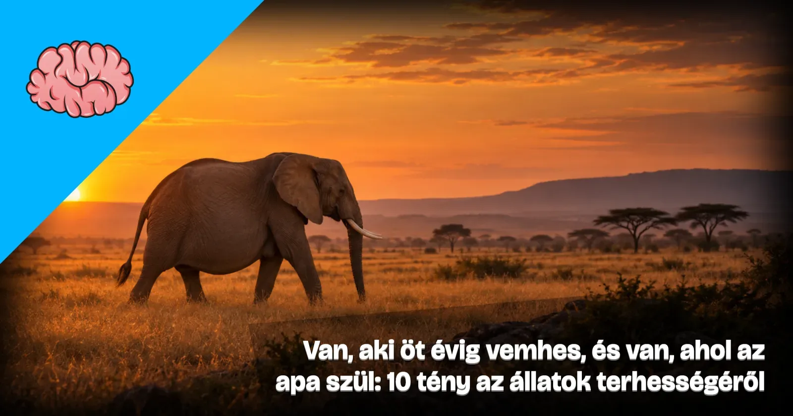 Generált illusztráció: vemhes afrikai elefánt sétál a naplementés szavannán, a Gondoltad volna? arculatával és a cikk címével.